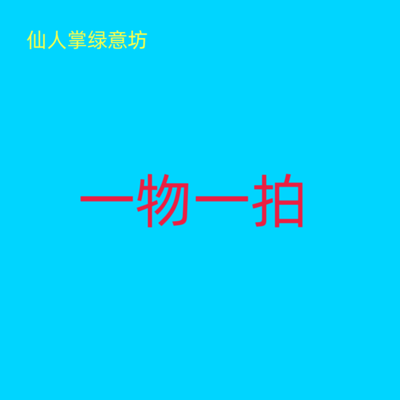 【宝塔仙人掌】一物一拍 备注手机后4位