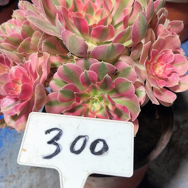 多肉植物粉女巫法师