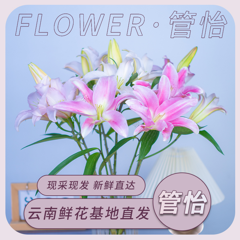 【粉色香水百合】 云南基地直发 办公室内水养鲜花真花家庭插花摆件