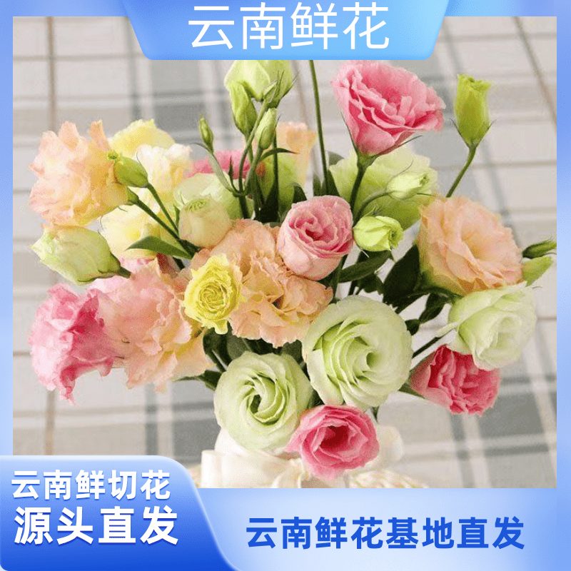 鲜花 洋桔梗 无刺玫瑰  云南昆明基地直发  鲜花室内办公水养鲜花