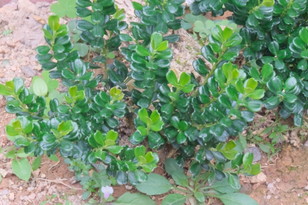 凤凰山米黄杨直播链接2