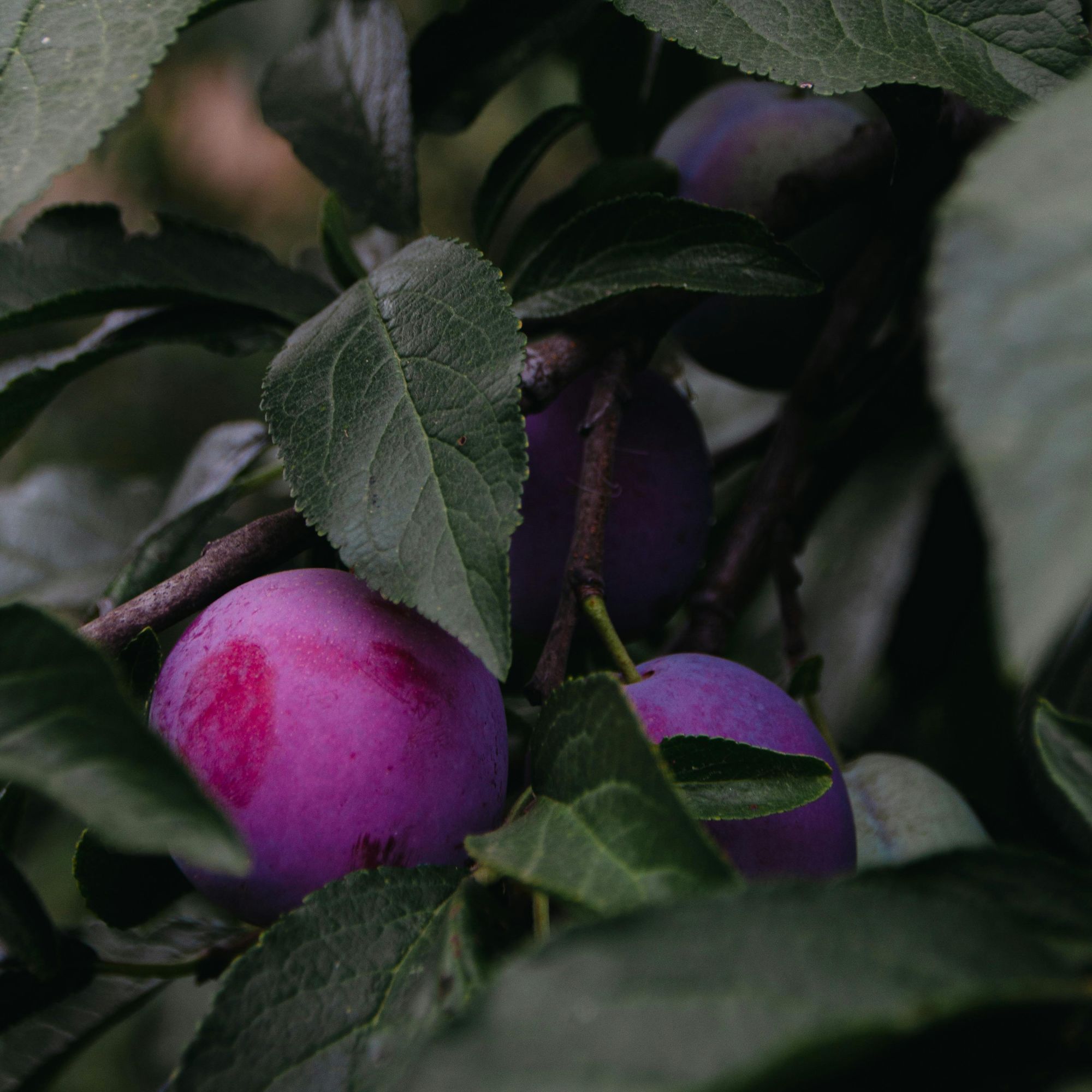 新鲜五月脆李一份