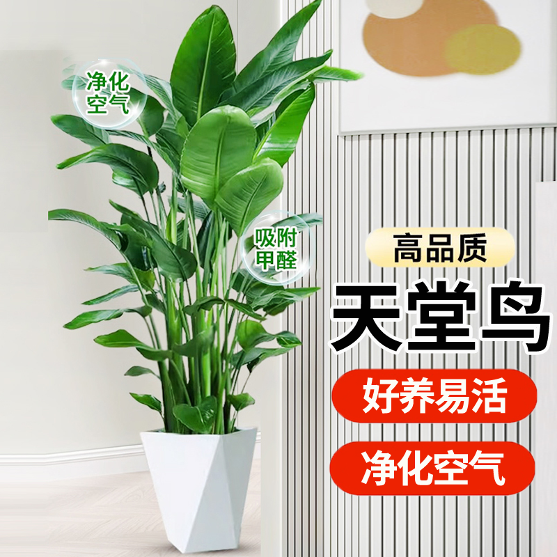 【好养易活】1.2-1.3米天堂鸟鹤望兰大型懒人植物室内好养【安迪花语