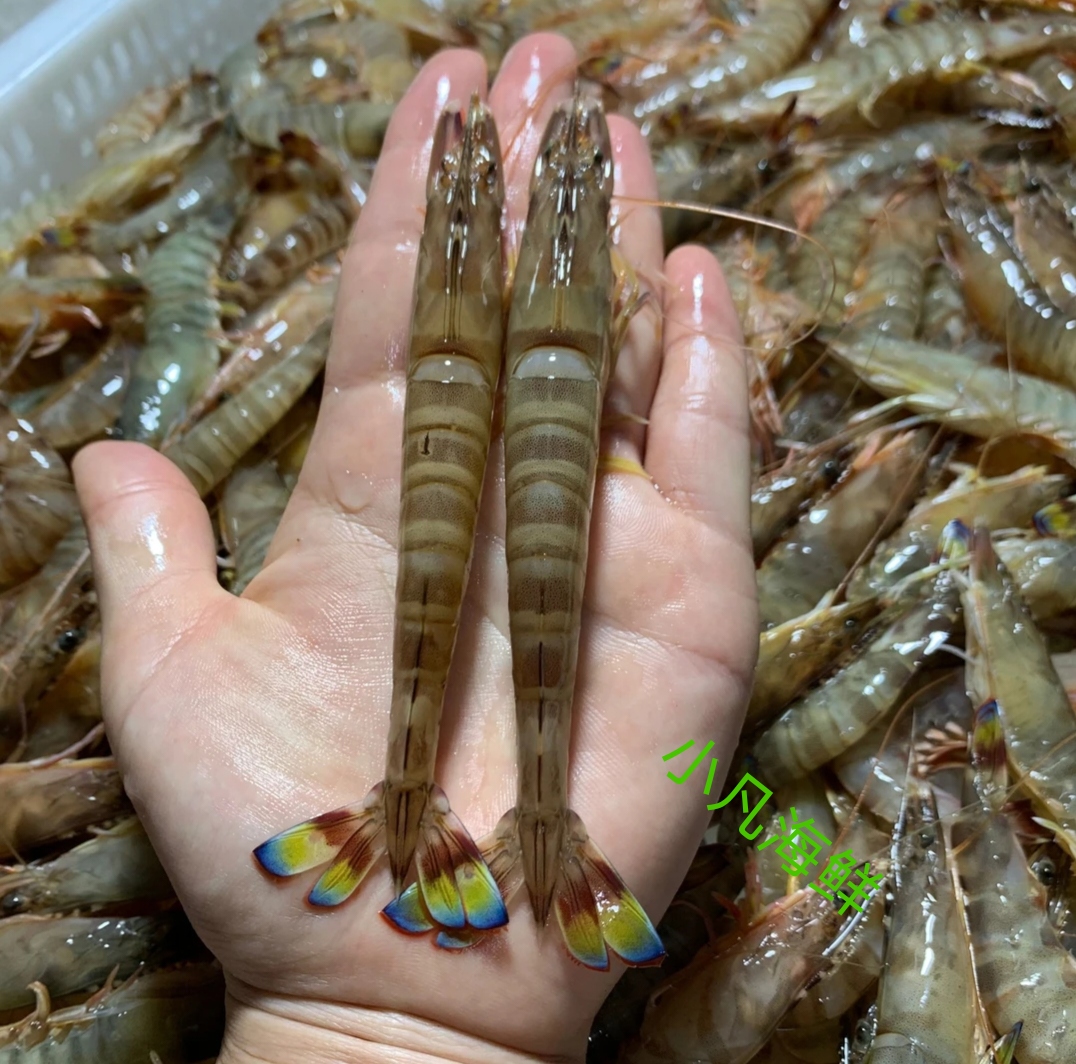 连云港发货 斑节虾 竹节虾4斤（一斤30个头左右）速冻锁鲜发货