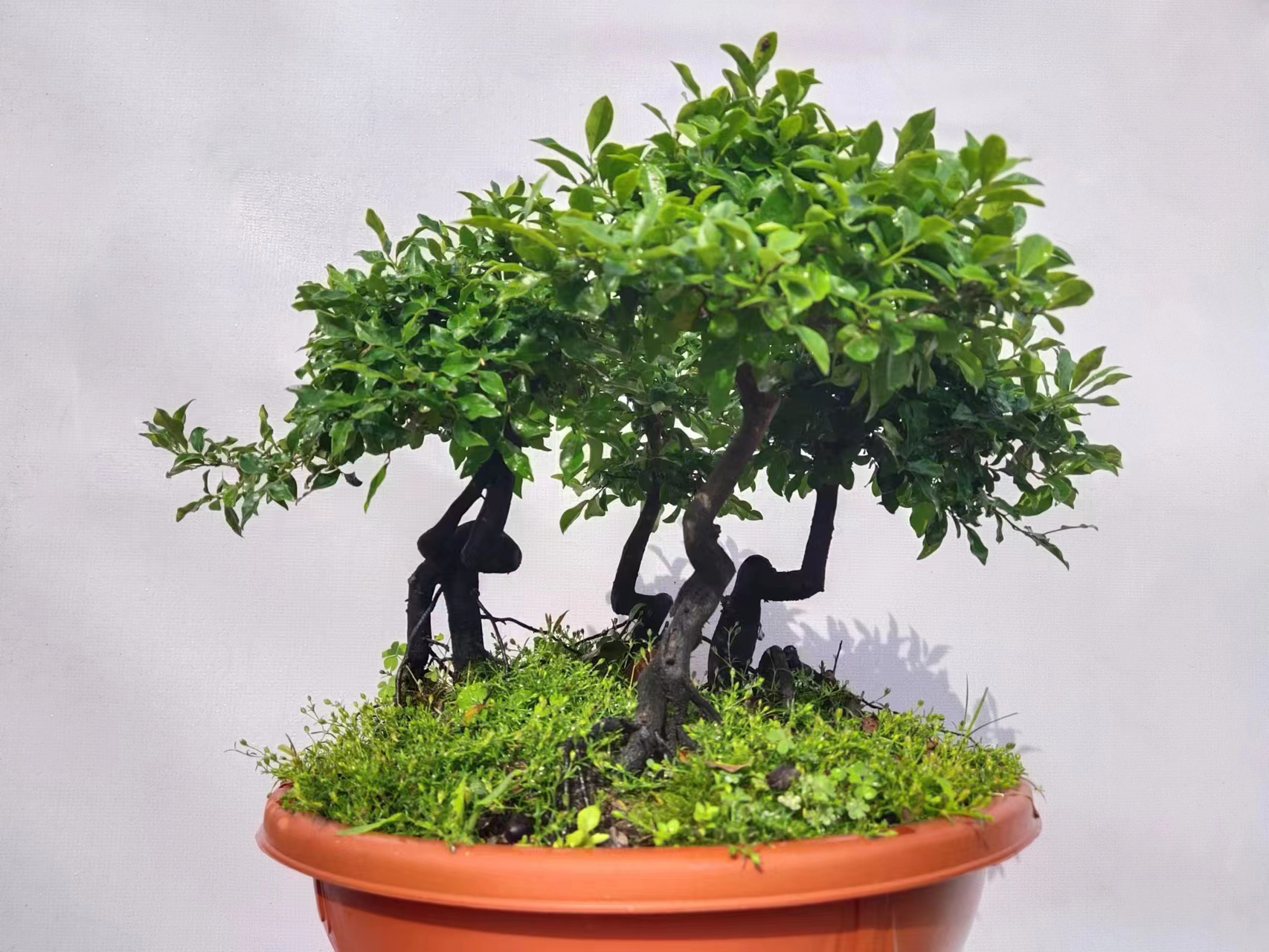 金弹子阳台庭院盆景栽培直播间一物一拍专用