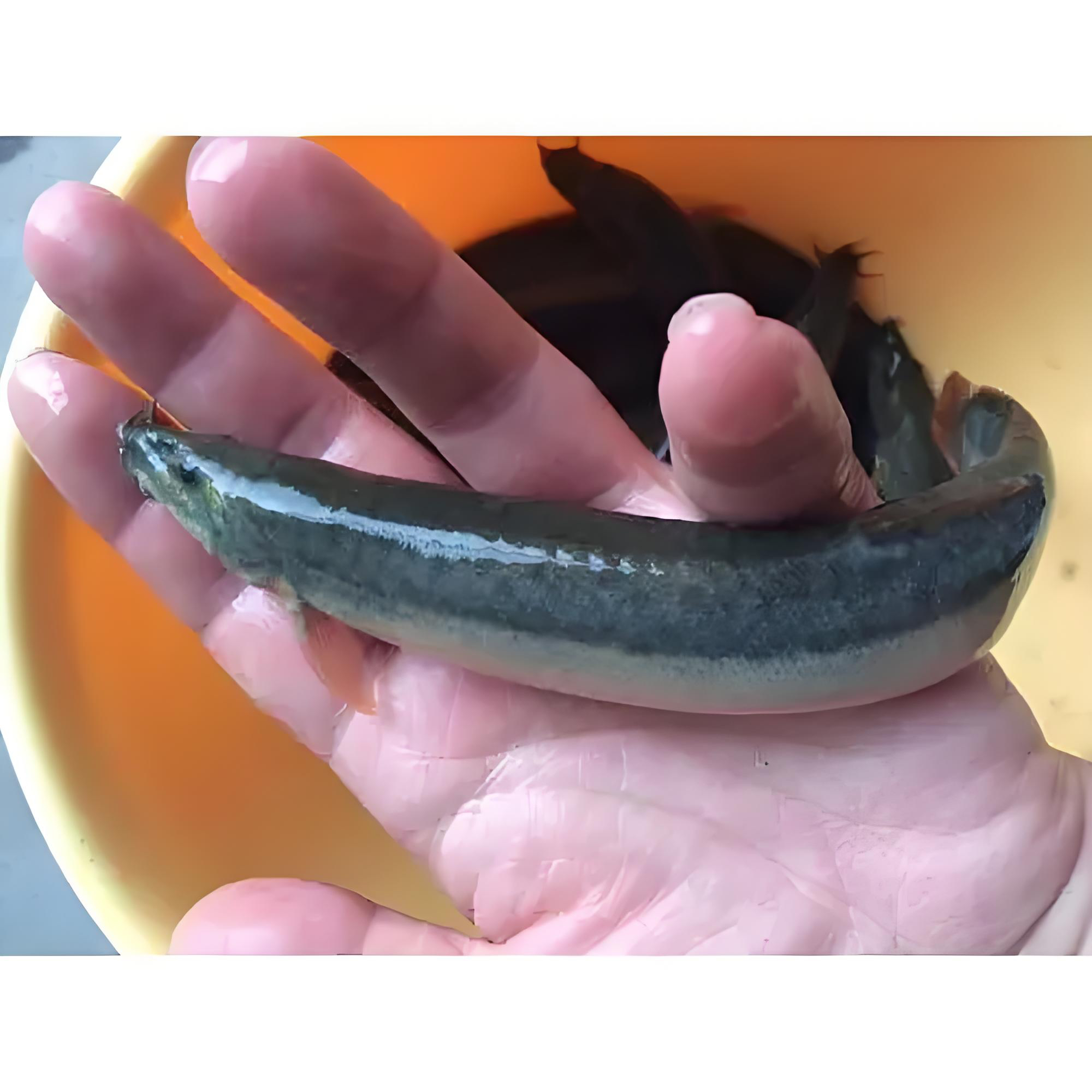 中小号六安大别山纯野生白肚皮青泥鳅三斤活发包活