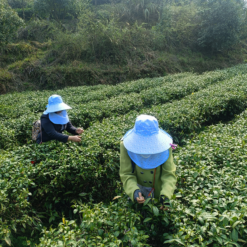 凤娇 碣滩茶绿茶  散称 鲜爽耐泡