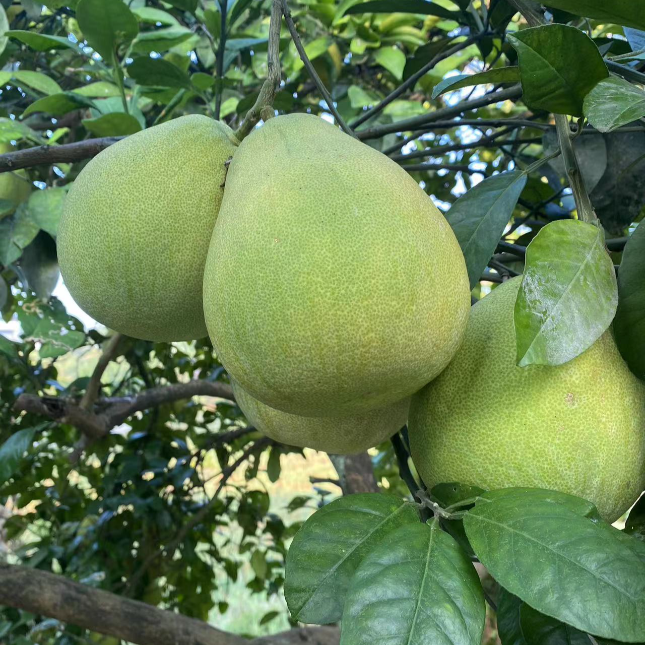 红心柚子-四川邻水县袁市镇农家种植