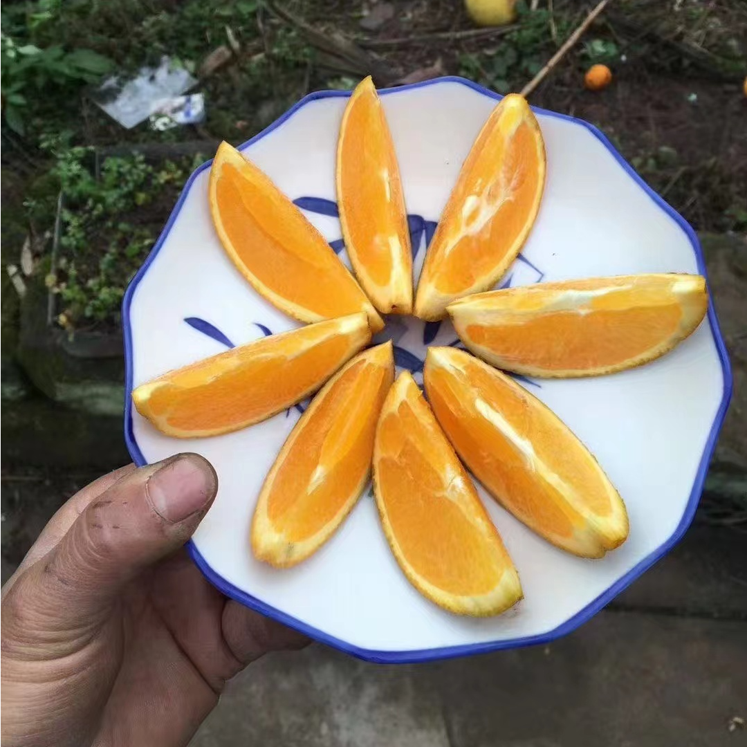 邻水脐橙-四川邻水脐橙