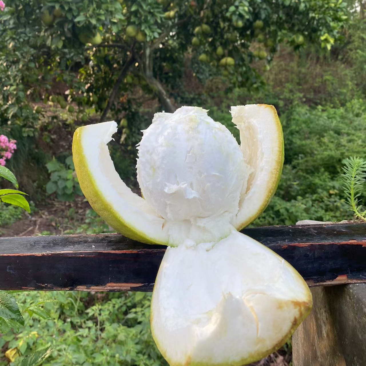 白心柚子-四川邻水县袁市镇农家种植