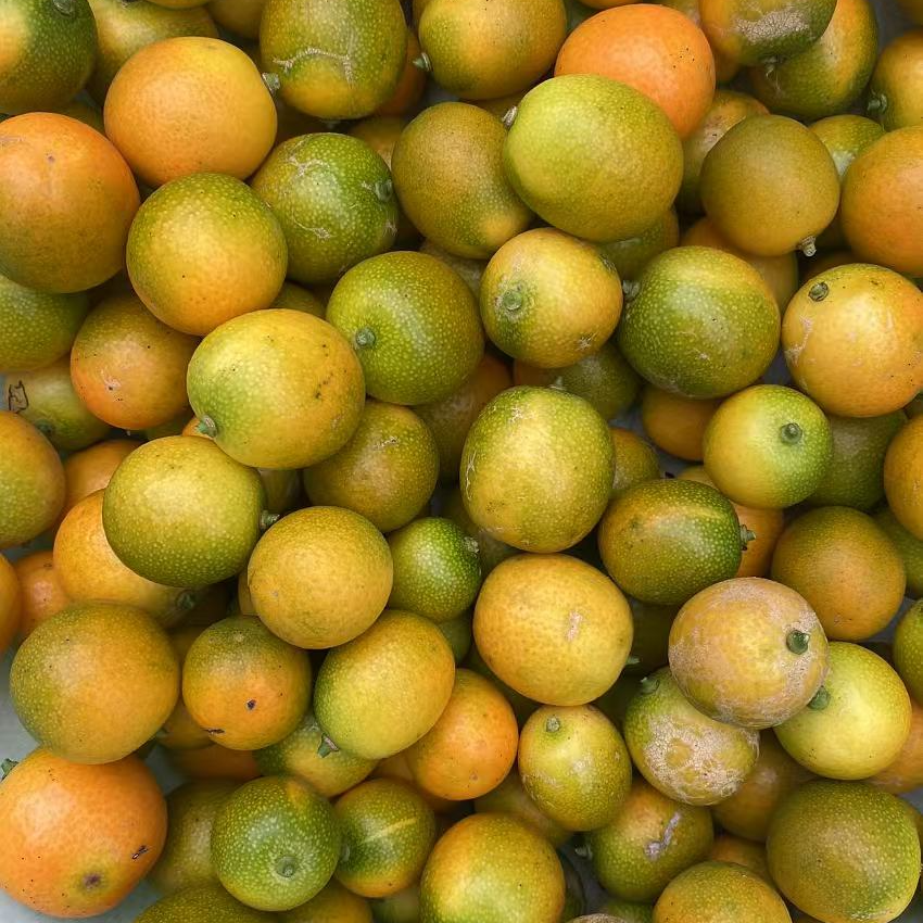 金桔-四川邻水县袁市镇农家小金桔