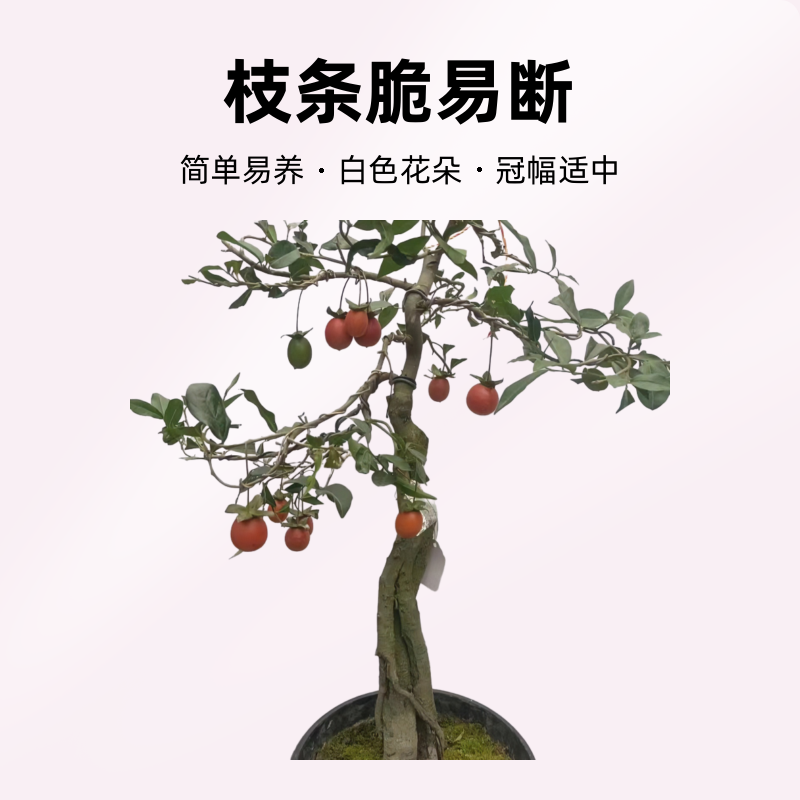 金弹子盆景，枝条脆易断。介意掉果断小枝勿拍。断枝掉果NO售后