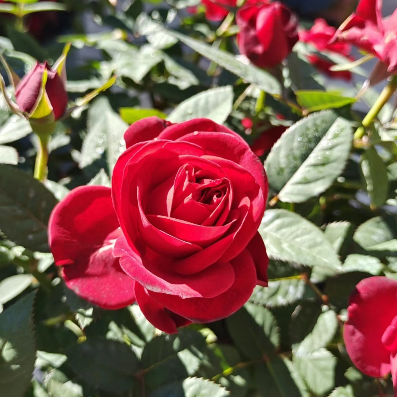 中国红 月季花卉盆栽
