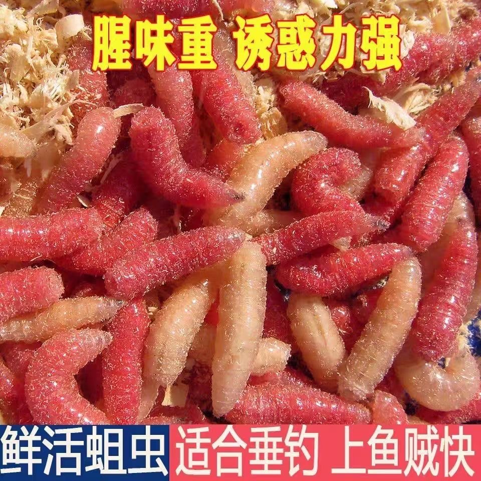 【顺丰包邮】蛆虫活虫鱼饵钓鱼活体饵鲫鱼溪鱼钓饵冰钓高蛋白鲜活