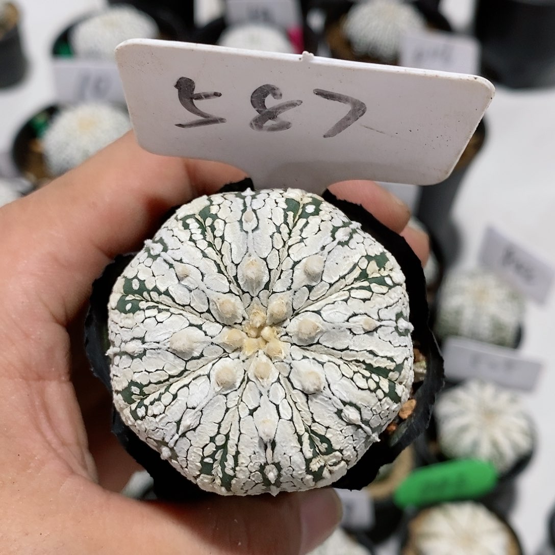 瑕疵特价福利特价