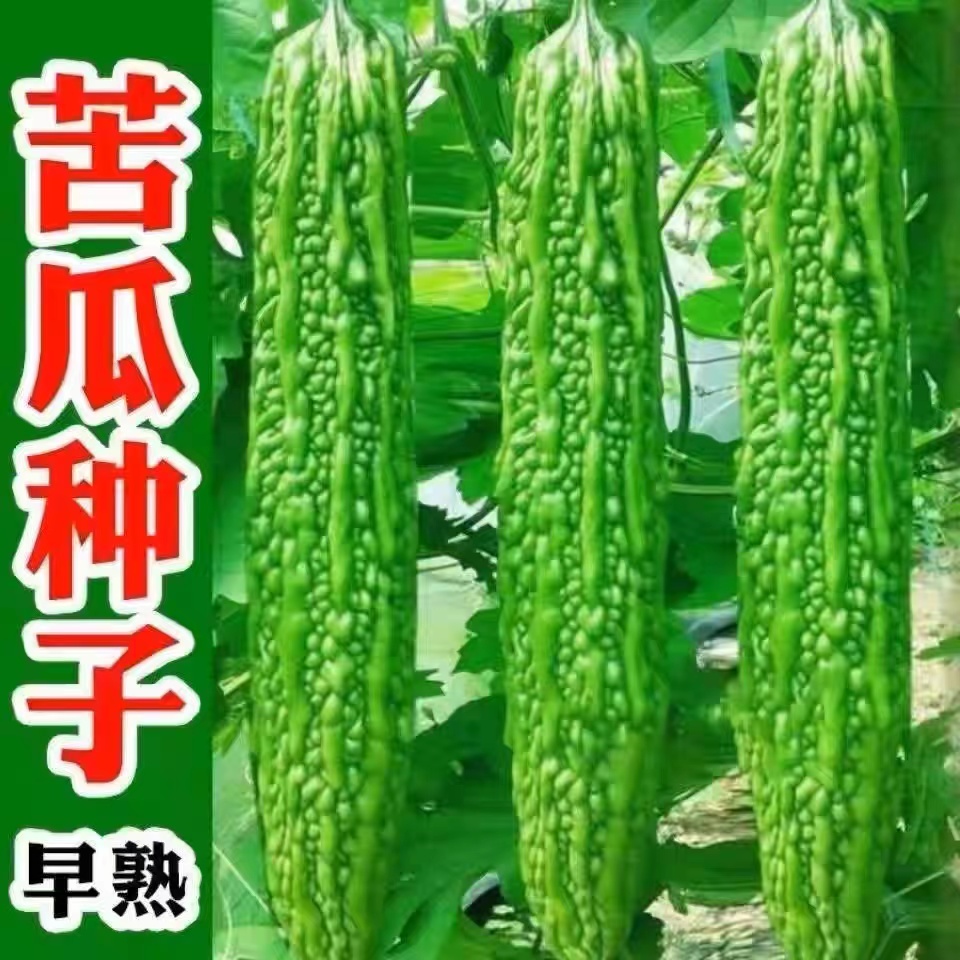 籽种大肉苦瓜种子蔬菜阳台耐热四季庭院阳台蔬菜种子