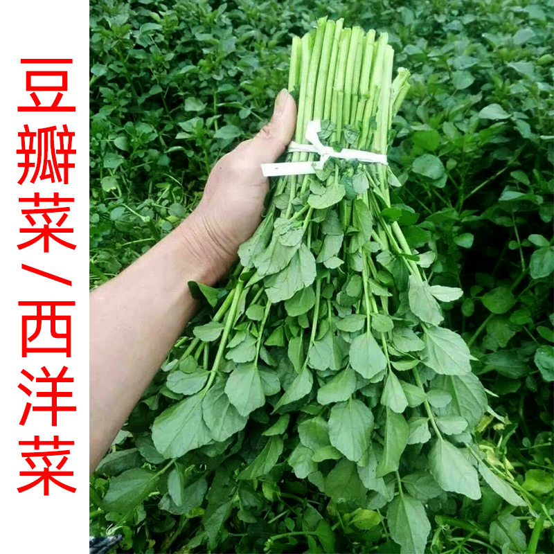 籽种西洋菜种籽豆瓣菜种子可连续收割四季种植播种盆栽生长