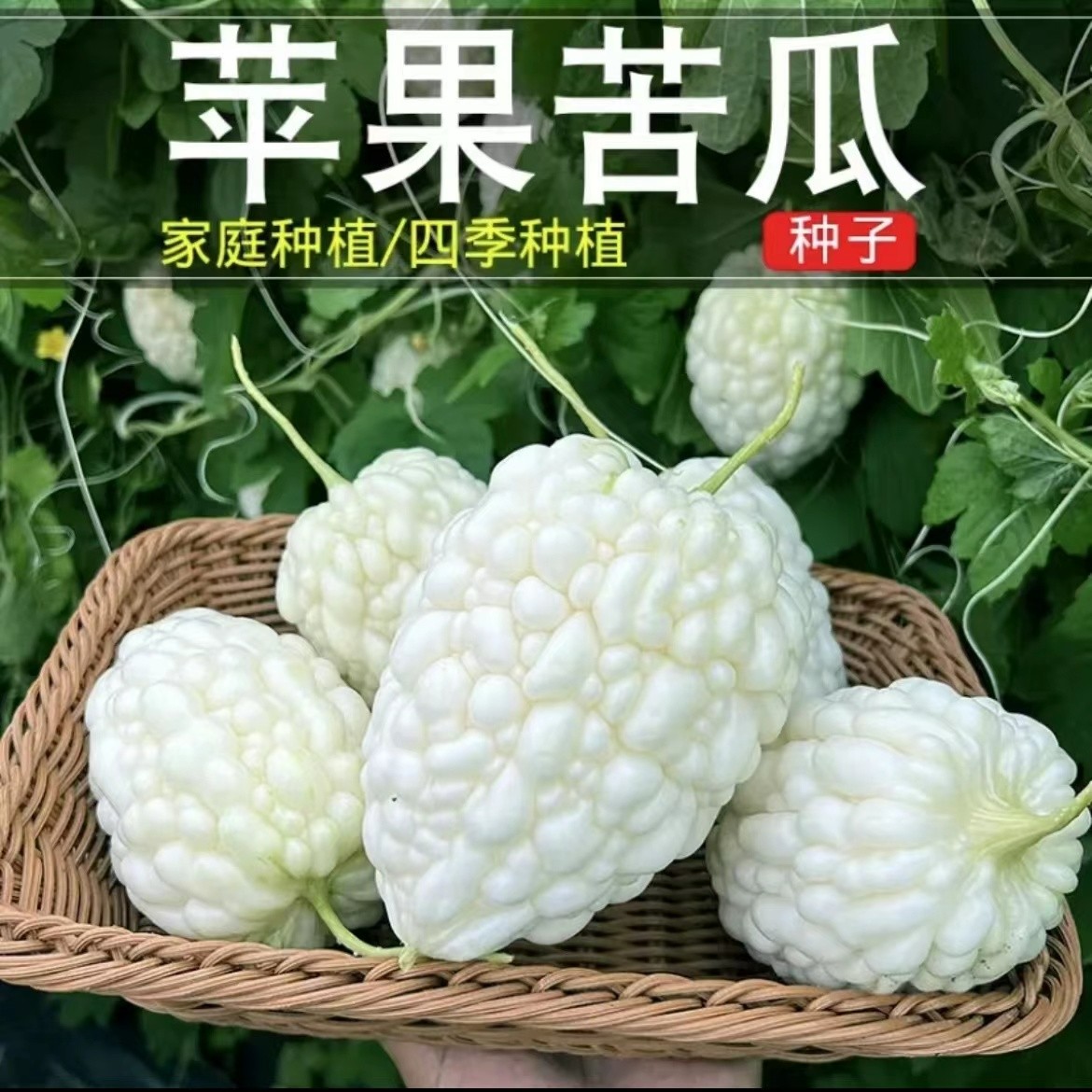 【苹果种子】苦瓜种子阳台花盆庭院可种种子种植简单四季蔬菜种子