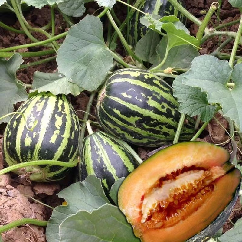 【冰糖子甜瓜种子】四季种植盆栽小院夏季甜瓜种子蔬菜简单阳台种植