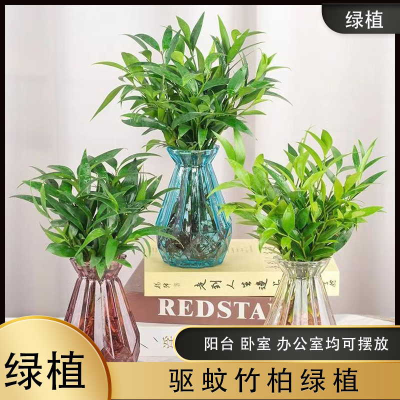 水培竹柏驱蚊竹水养盆栽绿植 客厅办公好养四季常青懒人好养绿植商品图