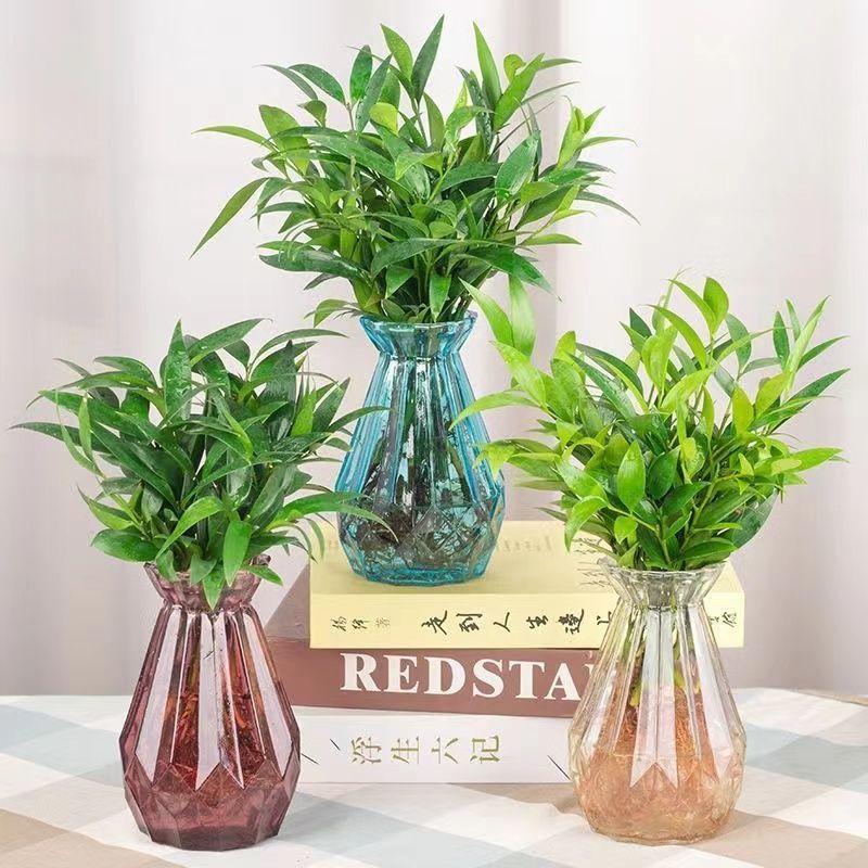 水培竹柏盆栽绿植室内花卉客厅办公桌四季常青绿植商品图