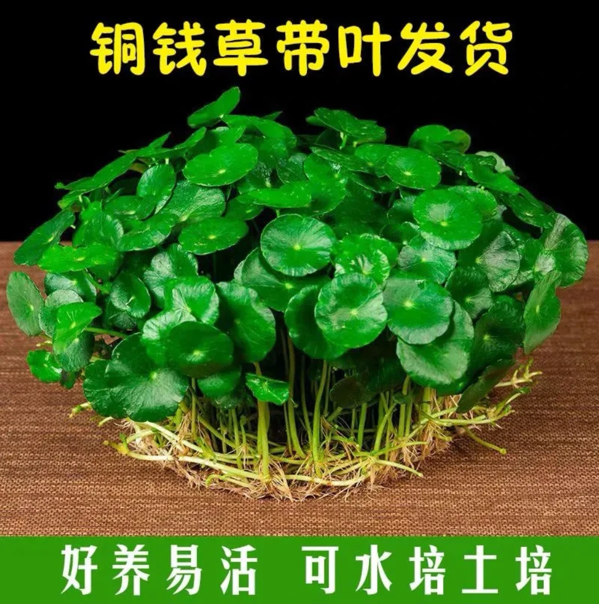 铜钱草水培土培土壤栽培盆栽客厅办公室阳台室内外花卉好养绿植