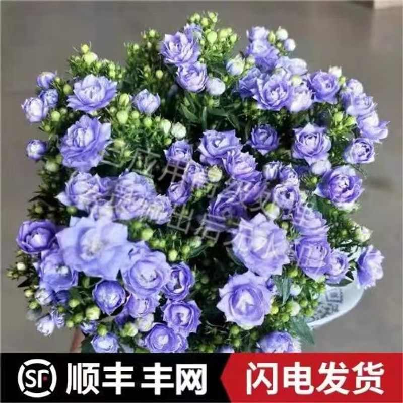 丹麦风铃花四季花卉绿植室内盆栽植物带花苞重瓣梦露花苗阳台庭院