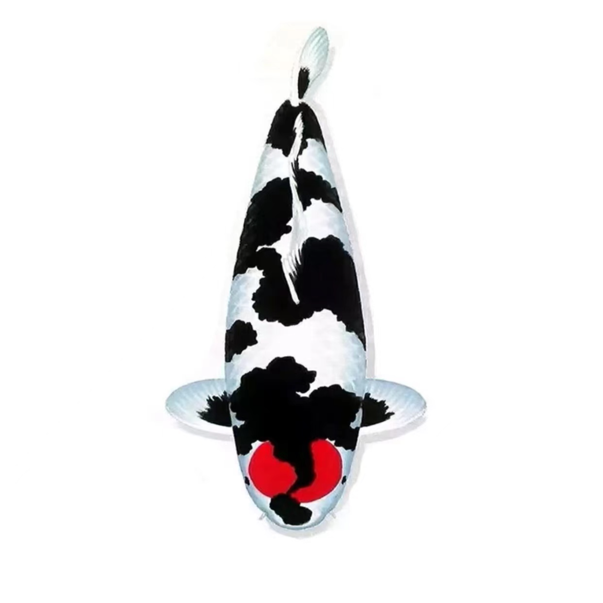 日本纯进口锦鲤池养精品锦鲤观赏鱼包活到家