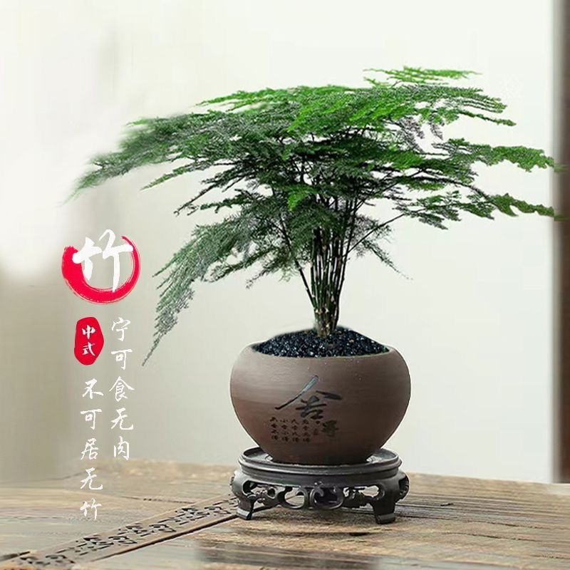 【精品】文竹盆栽植物室内净化空气办公室绿植花卉盆栽盆景小盆栽