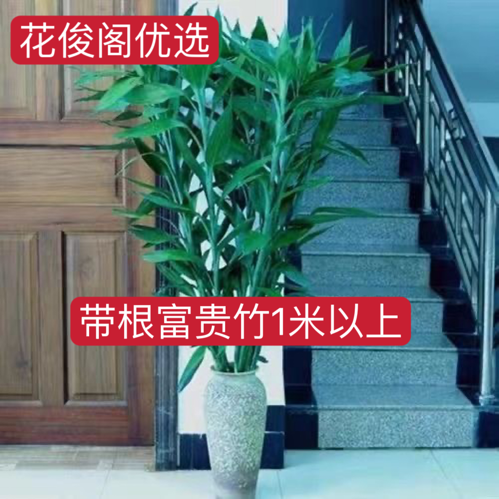带根富贵竹水养 招财 四季好养室内花卉易活办公桌面绿植客厅盆栽