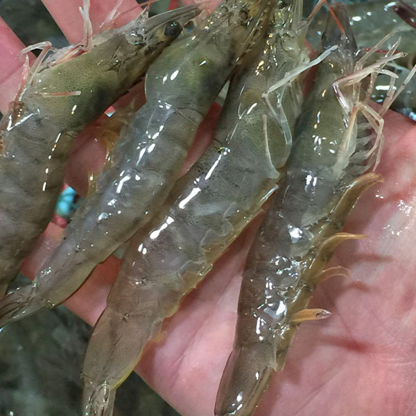 鲜活海白虾  1斤  约25条/斤  【鲜活到家】
