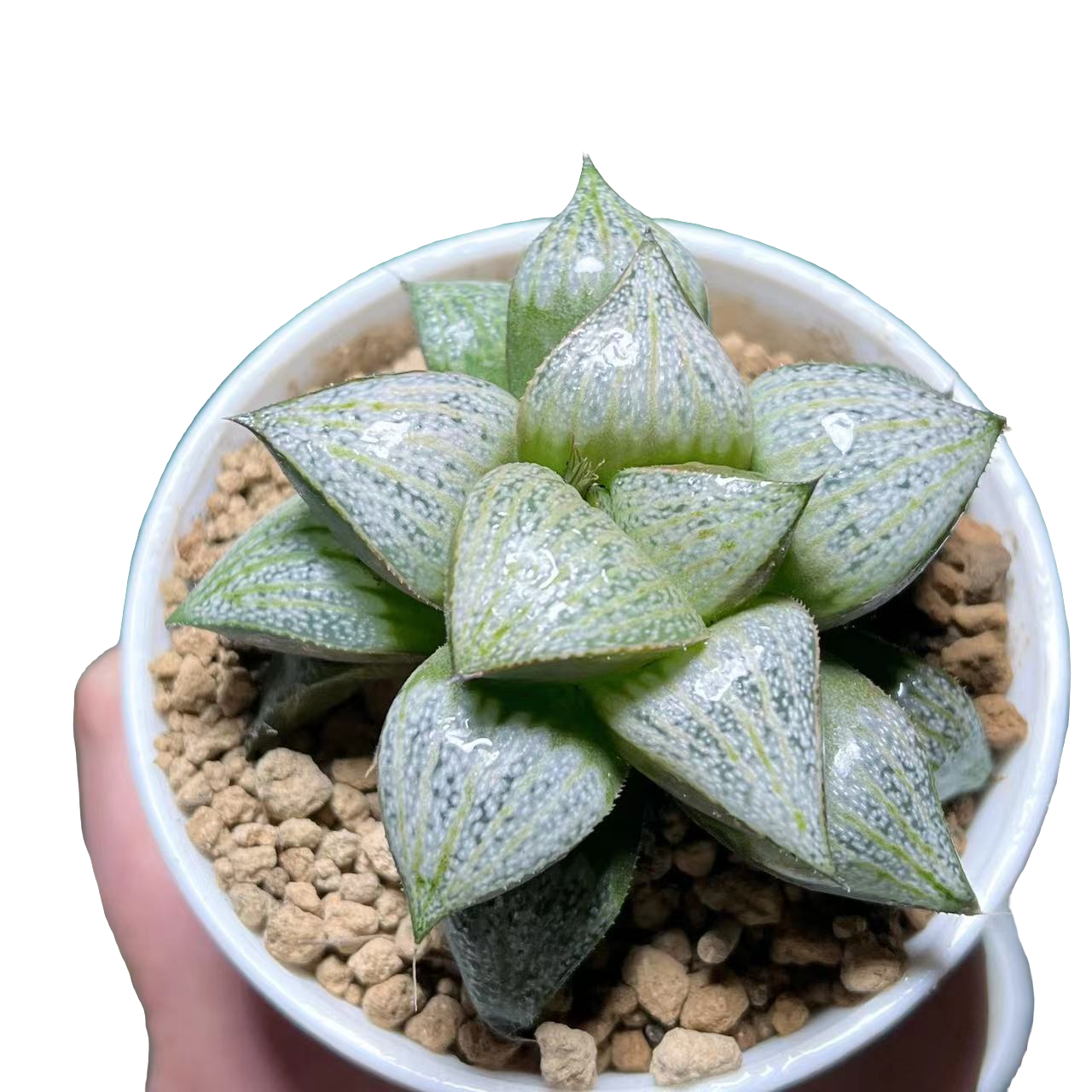 【娜塔莉】十二卷新手好养多肉植物根系带土原盆栽培种植拍下发