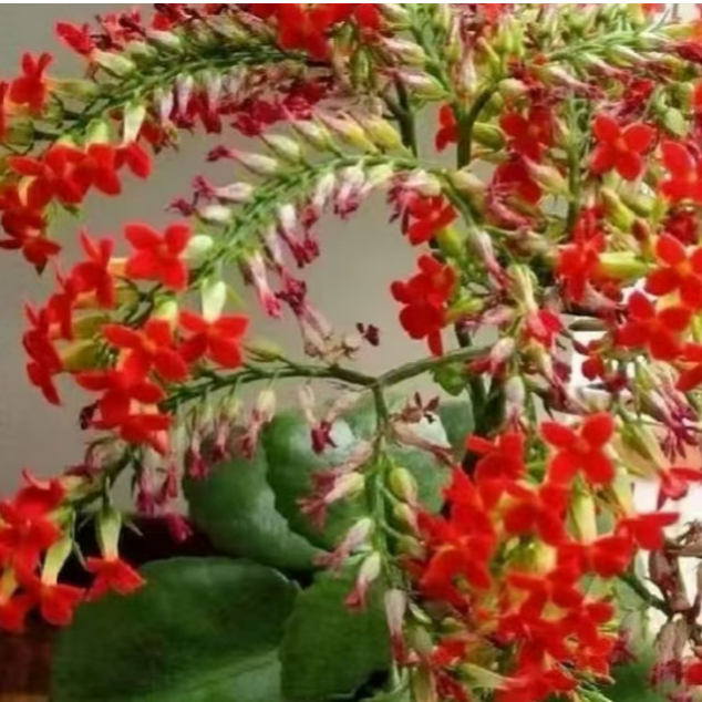  凤尾长寿苗花鹿角长寿花花苗老桩仙人球多肉               