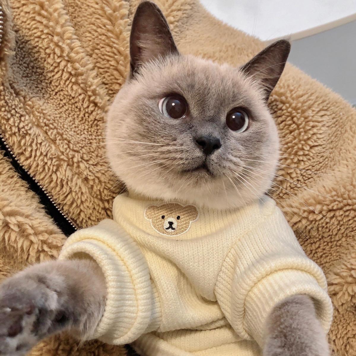 猫咪衣服春秋冬季英短美短夏宠物狗狗幼猫小猫衣服透气防掉毛加厚
