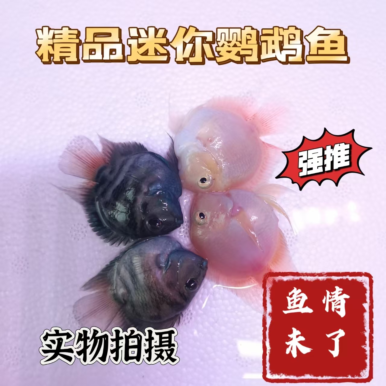 小型热带观赏鱼台系迷你鹦鹉鱼活鱼耐活迷你鹦鹉种鱼胭脂粉包邮