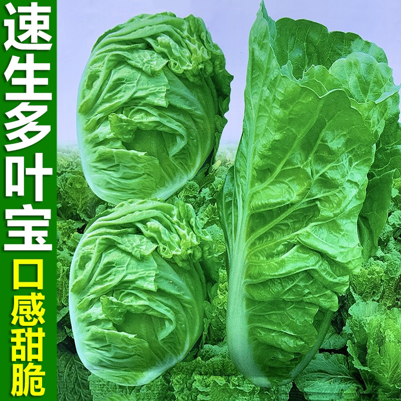 速生多叶宝大白菜种孑火锅无筋白菜春夏秋冬四季播农家蔬菜种籽子