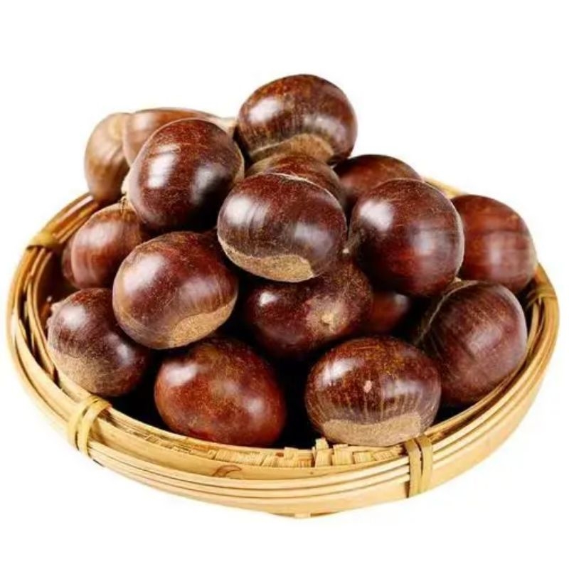 2025特产新鲜油栗湖北罗田正宗老树油栗子粉糯甘甜