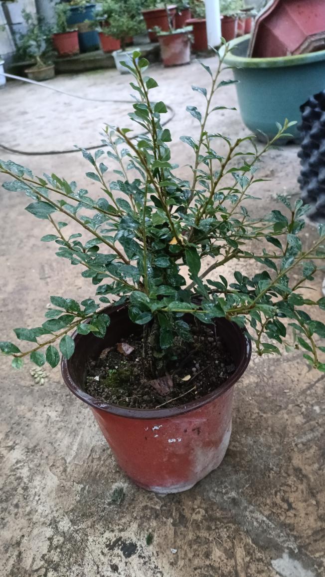 贵州红花红果荀子