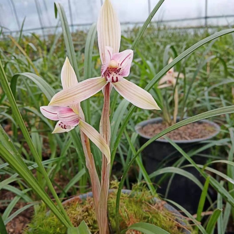 贵州黄杨四季长青