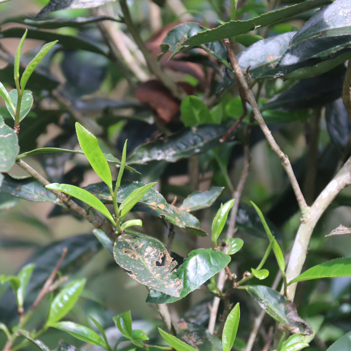 古六大茶山象明片区无人区古树2024头春生茶