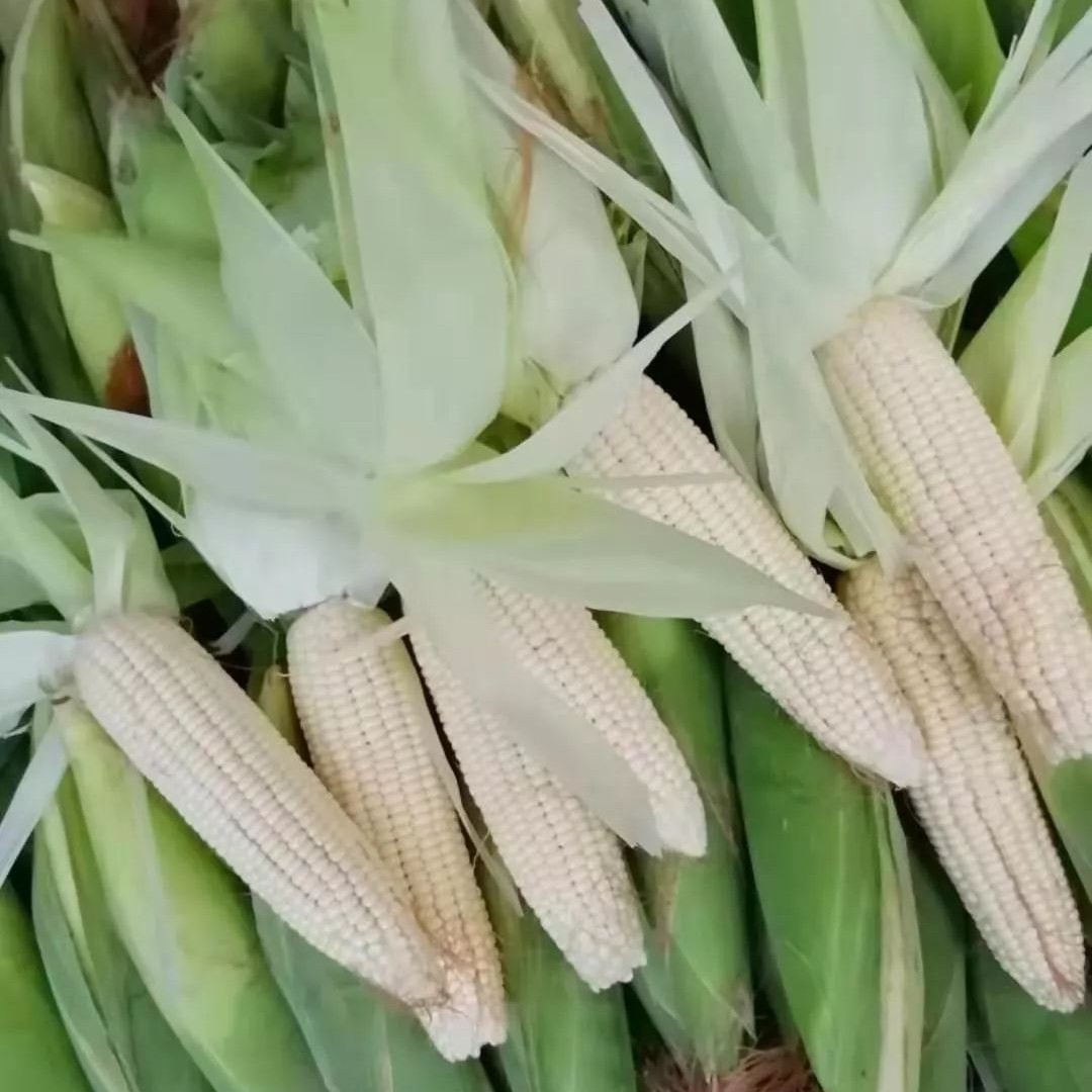 （玉）（米）新鲜玉米发货