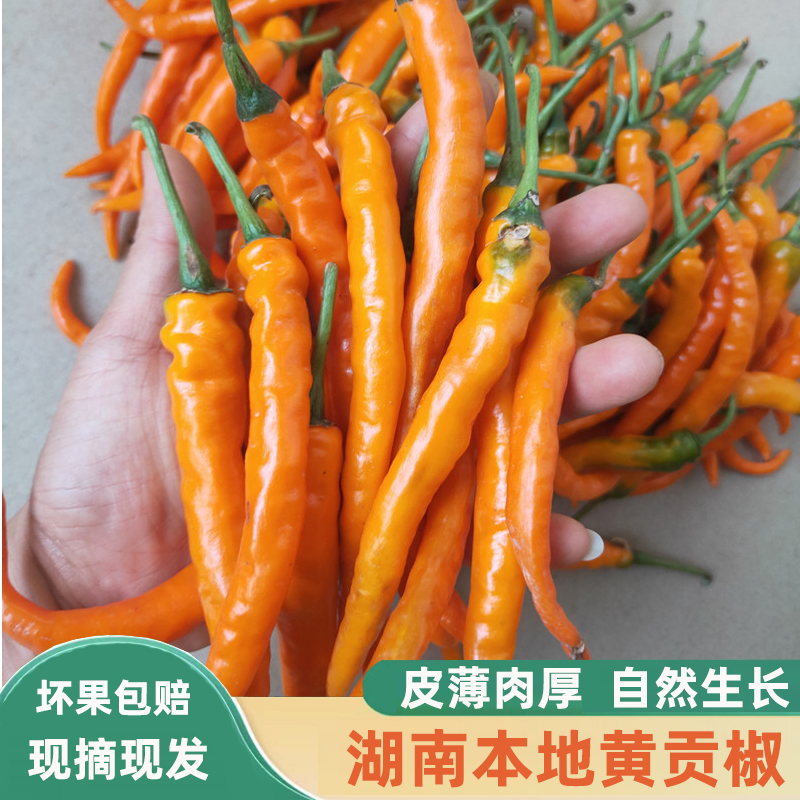 黄贡椒湖南洞庭湖特产新鲜黄辣椒新鲜黄辣子土辣椒