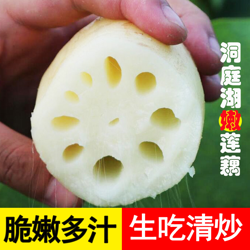 湖南洞庭湖莲藕新鲜现挖脆嫩清甜嫩藕水果藕生吃炒藕脆藕清炒鲜嫩