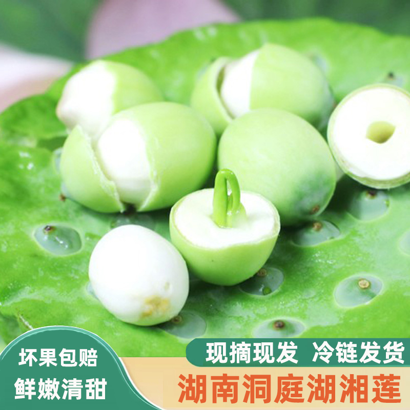 【顺丰快递】洞庭湖新鲜莲子湖南正宗湘莲现摘甜嫩生莲米现剥莲蓬