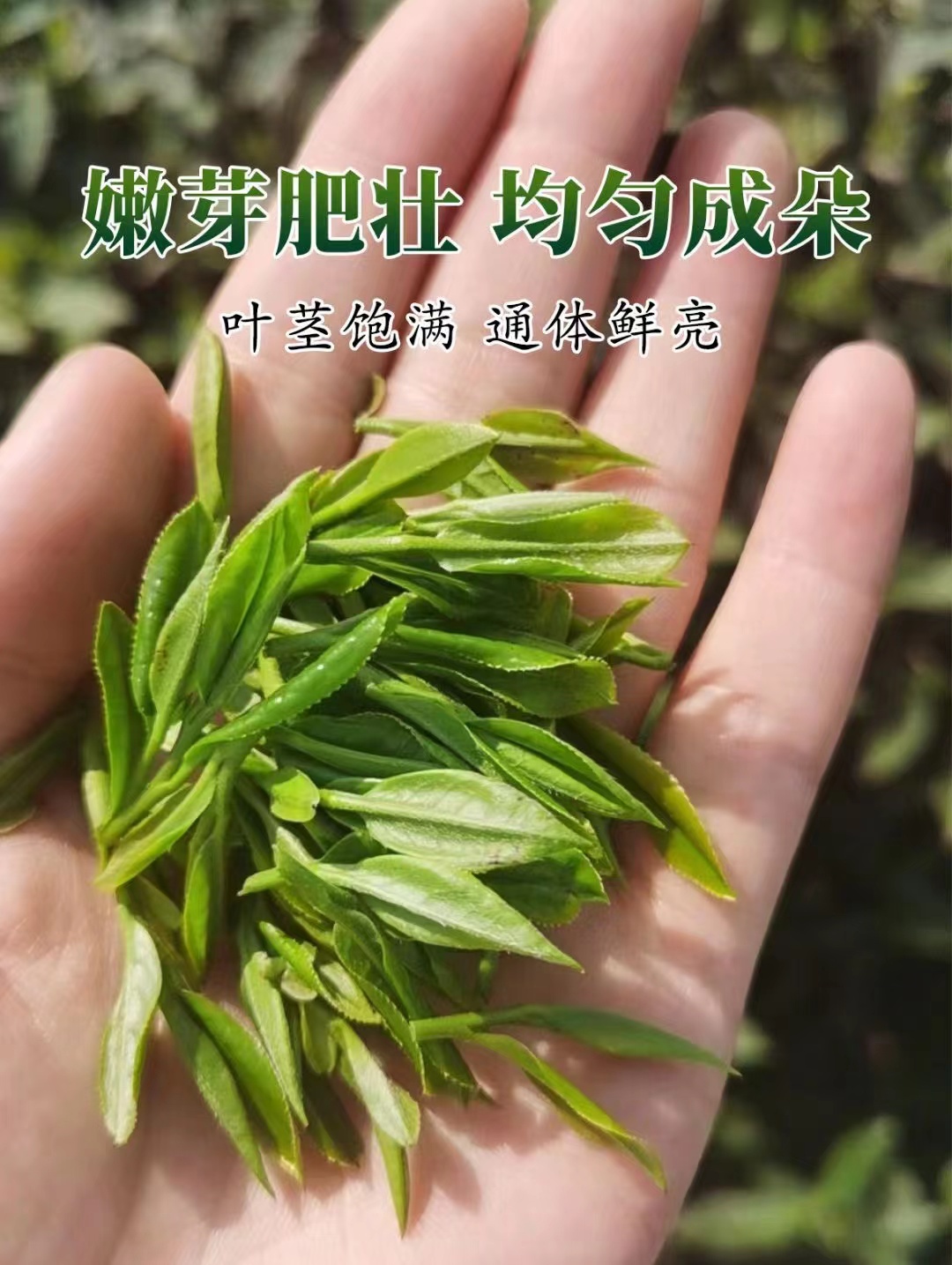 2025上市高山舒城小兰花绿茶性价比高手工好喝品质自然品尝免费