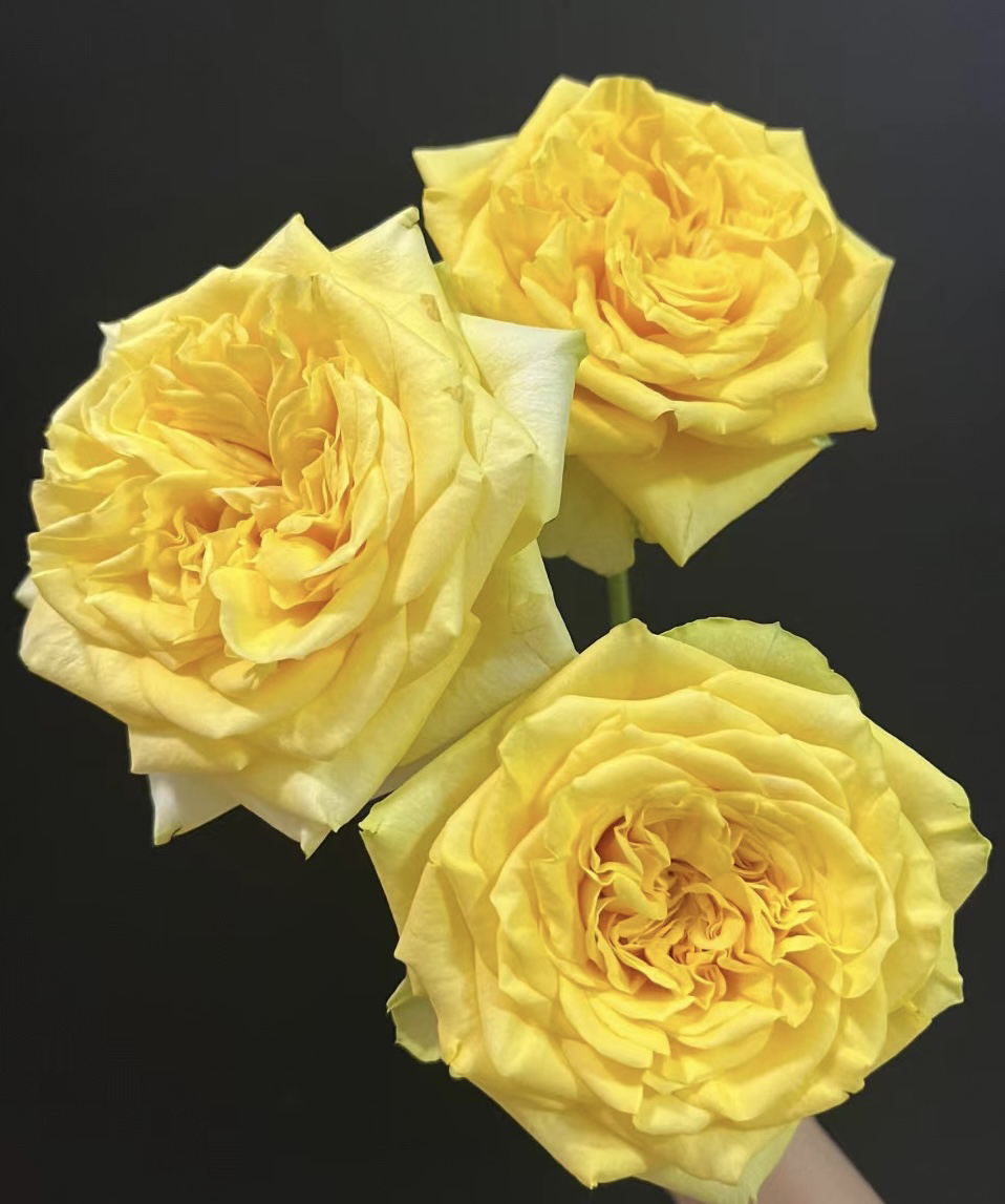 【月光女神】花农直发，任意两单顺丰冷链包邮，0度以下必拍保温棉！