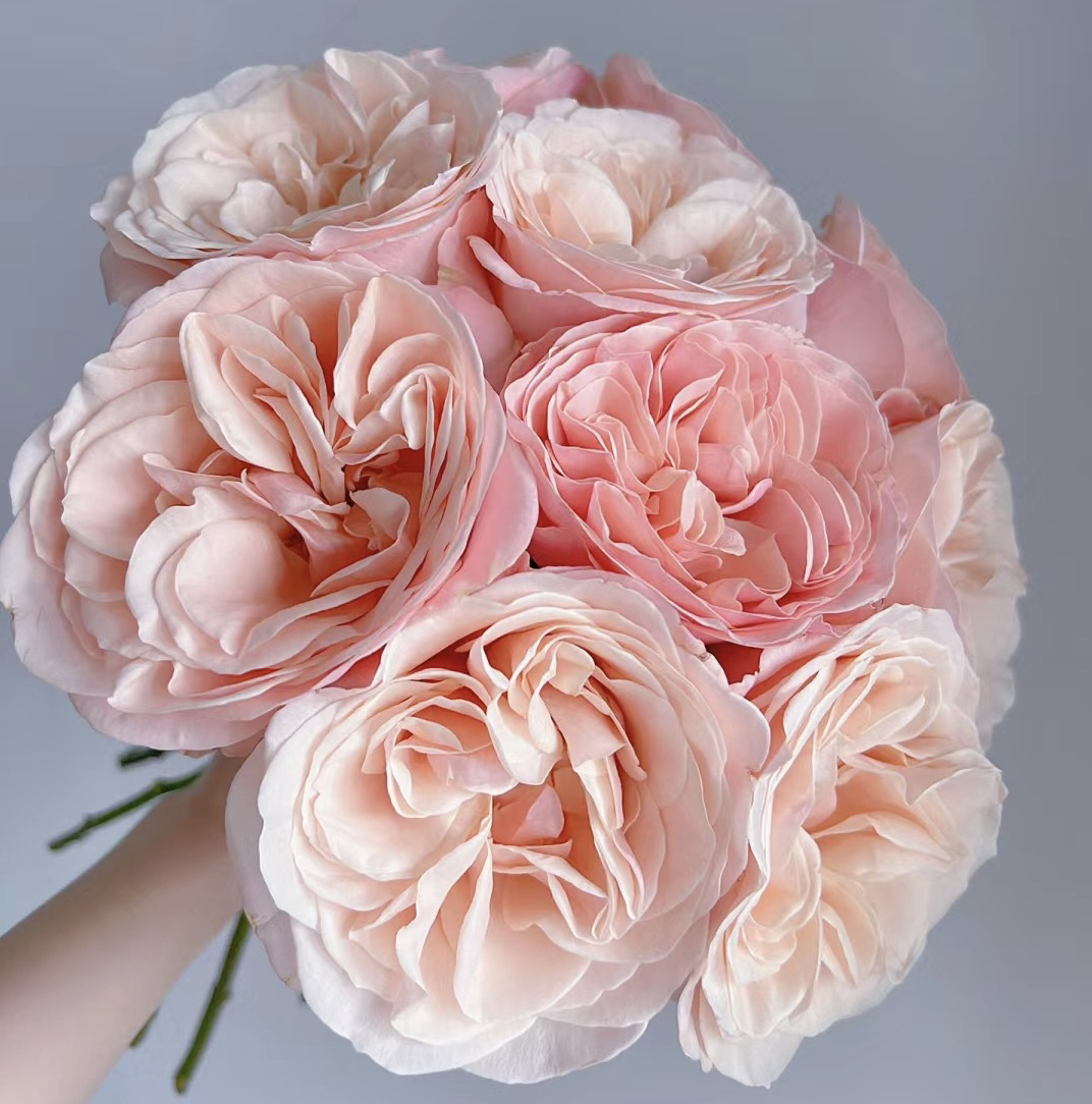 【夏日恋情】花农直发，全场任意两单顺丰包邮，0度以下必拍保温棉！