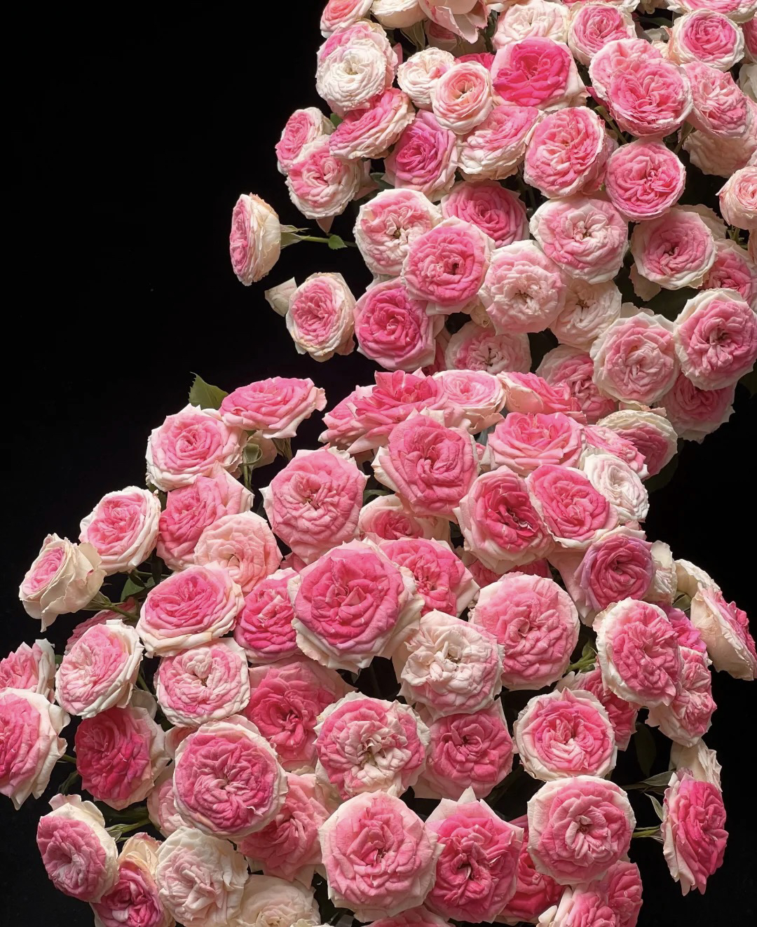 【10枝多头午夜魔法】全场任意两单顺丰冷链包邮，一单需补邮费！