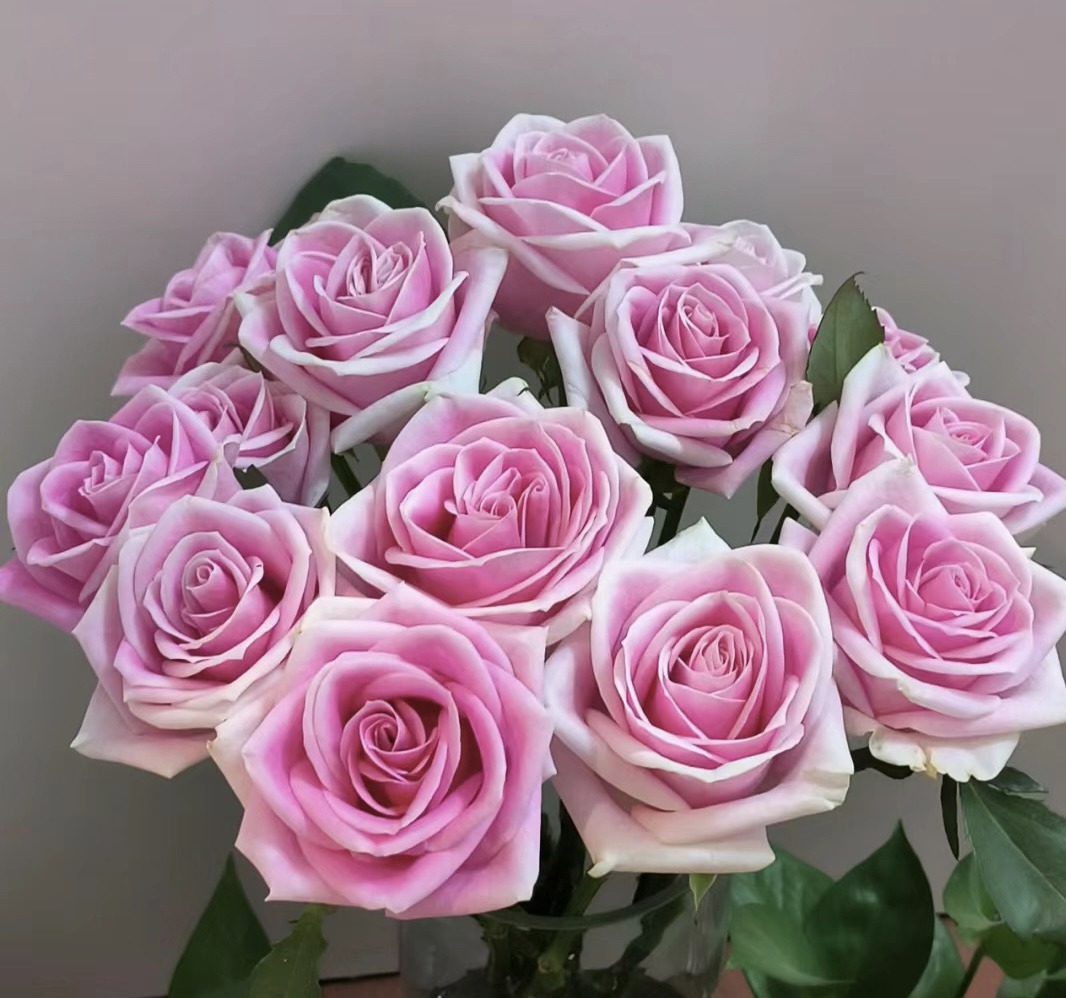 【玛丽亚】花农直发，全场任意两单顺丰冷链包邮，0度以下必拍保温棉！