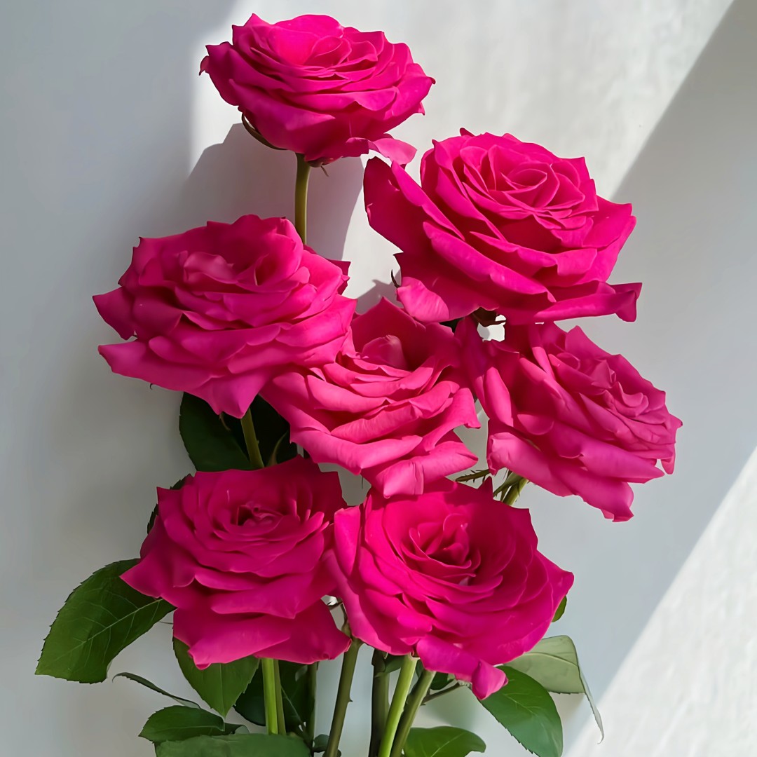 【弗洛伊德】花农直发，全场任意两单顺丰冷链包邮，0度以下必拍邮费！